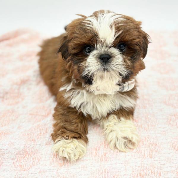 Killian — Shih Tzu — Image 3