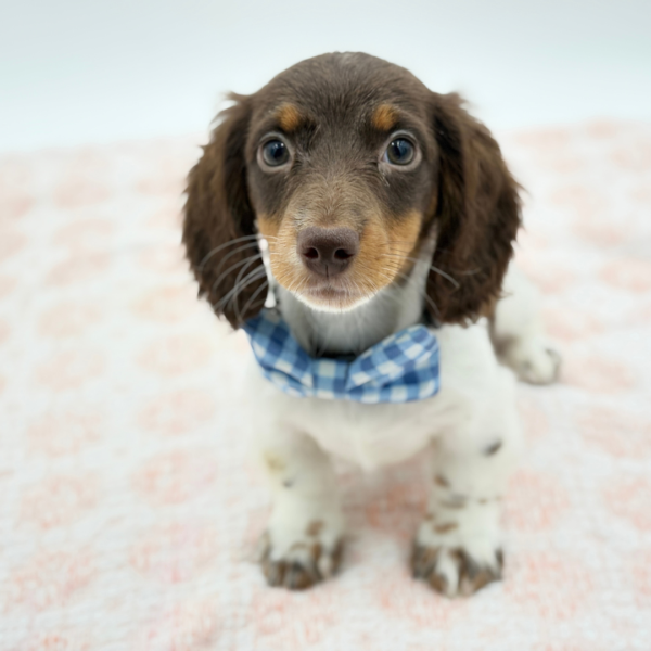 Finnick — Dachshund — Image 2