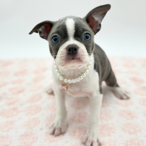 Frankie — photo 2