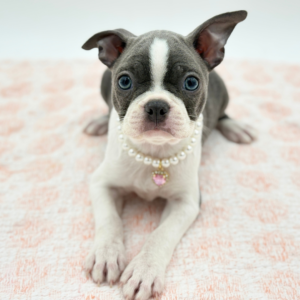 Frankie — photo 1