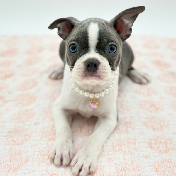 Frankie — Boston Terrier — Image 1