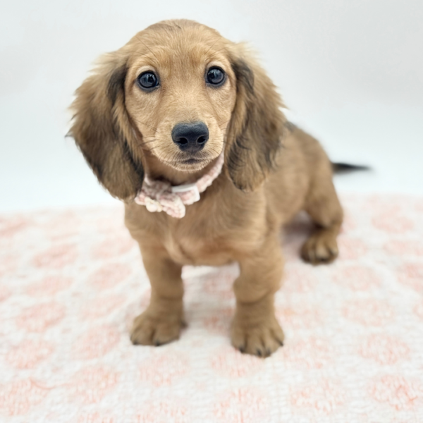 Bridget — Dachshund — Image 1