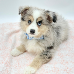 Otis — photo 4