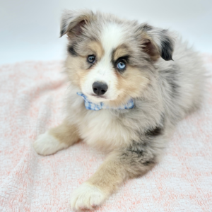 Otis — photo 3