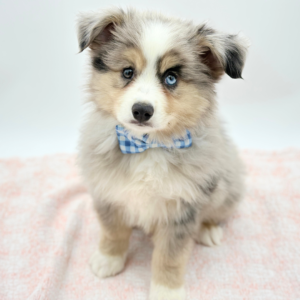 Otis — photo 2