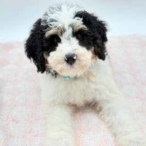 Benny — photo 2