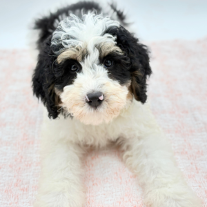 Benny — photo 3