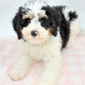 Benny — photo 1