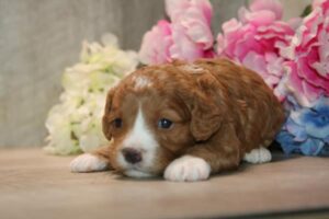 Cavapoo (M)- 31378