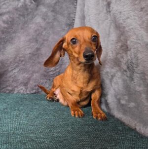 Loretta Lou