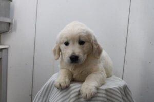 Golden Retriever (M)- 31376