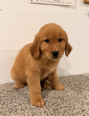Golden Retriever (M)- 31375