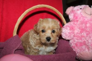 Maltipoo (F)- 31377