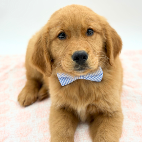 Biscuit — Golden Retriever — Image 2