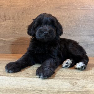 Mini Schnoodle (M)  – 31427