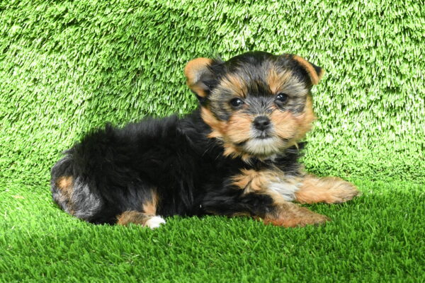 Dakota — Yorkshire Terrier — Image 1