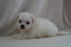 Maltese (F) – 31425