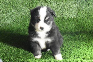 Mini Australian Shepherd (M) – 31409