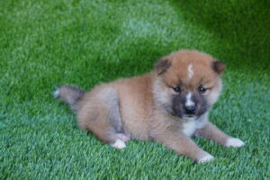 Shiba Inu (M) – 31411