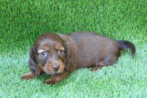Dachshund (F) – 31430