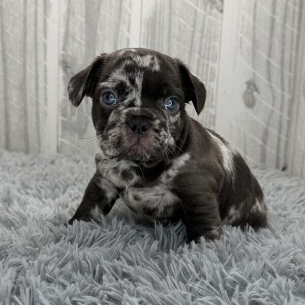 Brutus — French Bulldog — Image 1