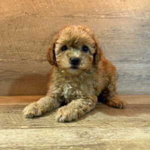Poodle (F) – 31428