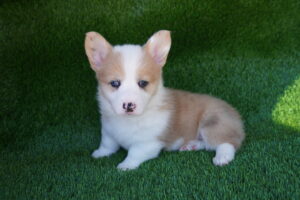 Pembroke Welsh Corgi (F) – 31431