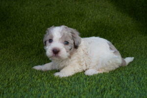 Havapoo (M) – 31429