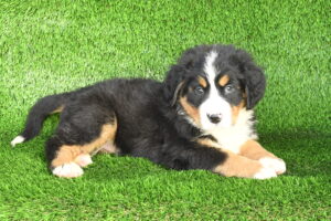 Bernese Mountain Dog (F) – 31406