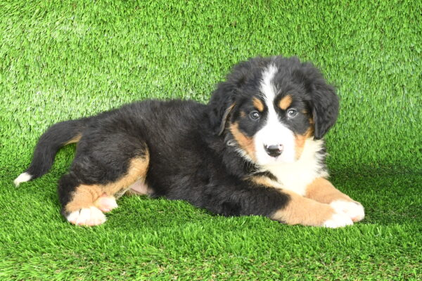 Ruby — Bernese Mountain Dog — Image 1